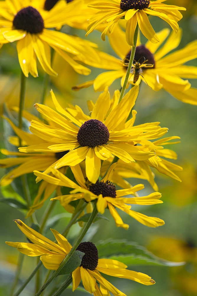 Sweet black-eyed Susans, Spirit Lake Preserve