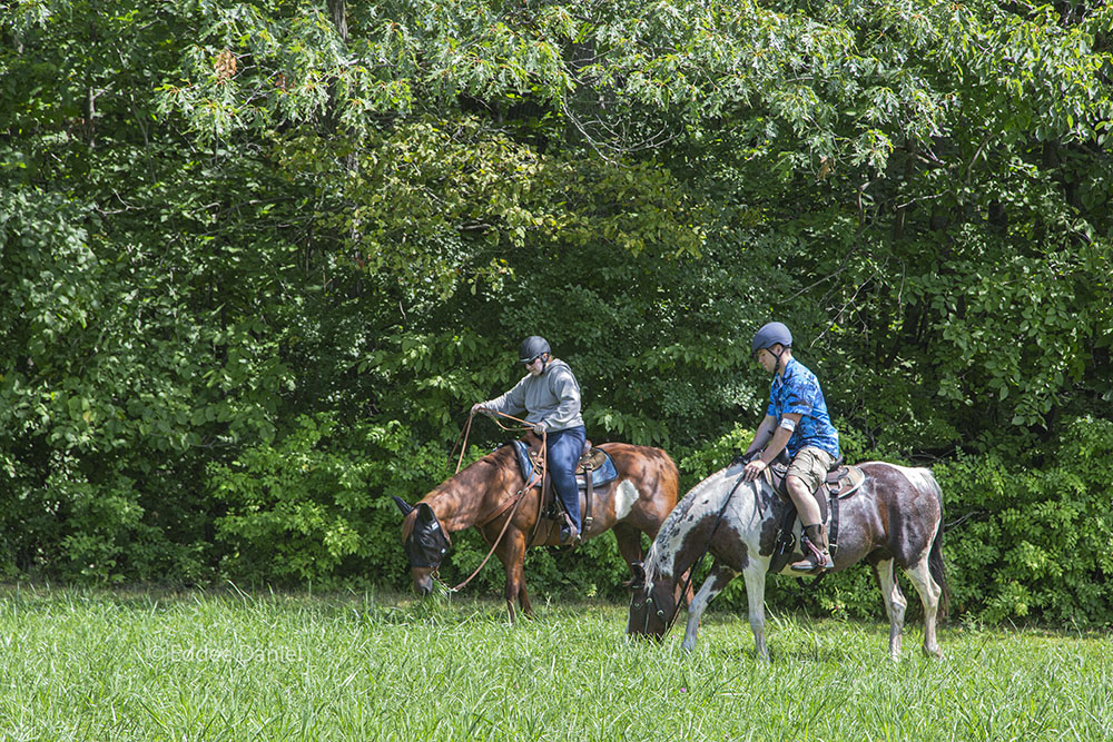 Coming out of the woods at Erlandsson Preserve, the horses stop for a bite to eat.