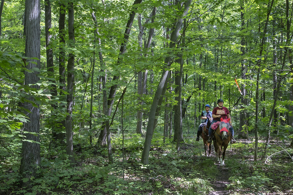 Deep in Tabor Woods!