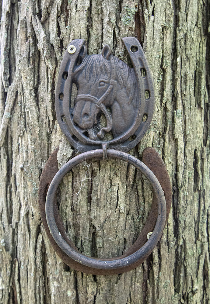 Ring found mounted on a tree in Erlandsson Preserve.