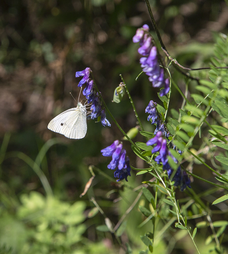 White sulphur butterfly.