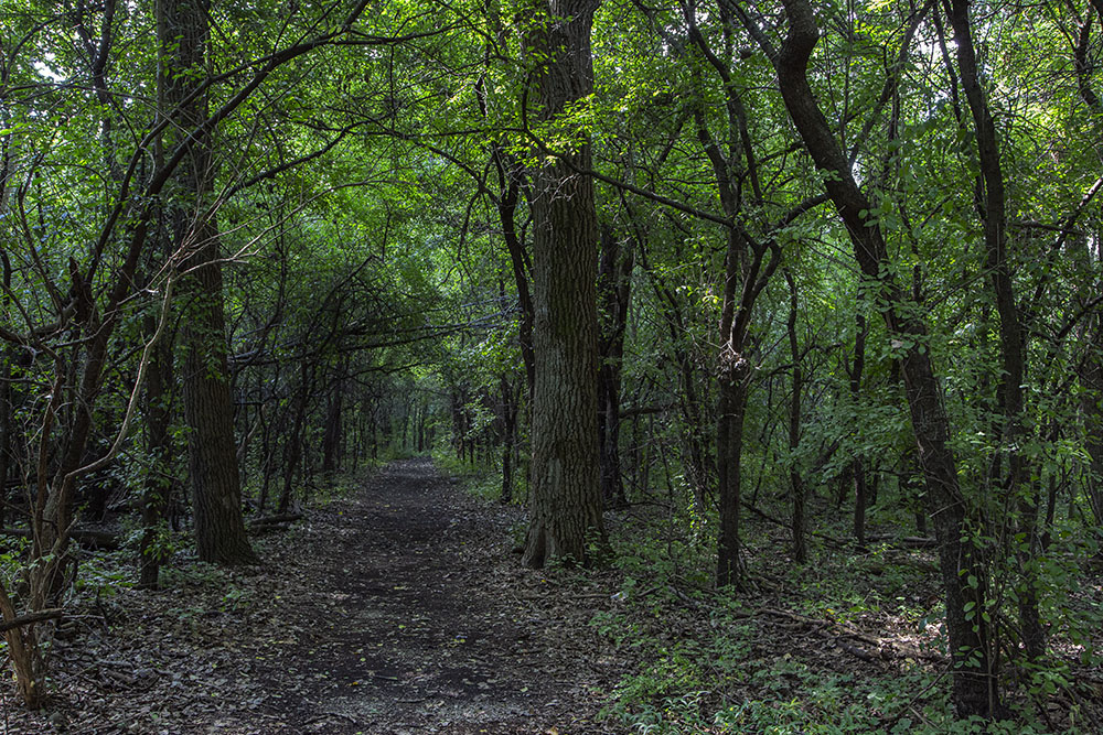 A surprisingly wide, but gloomy trail through the woodland, leading to Green Tree Preparatory Academy.