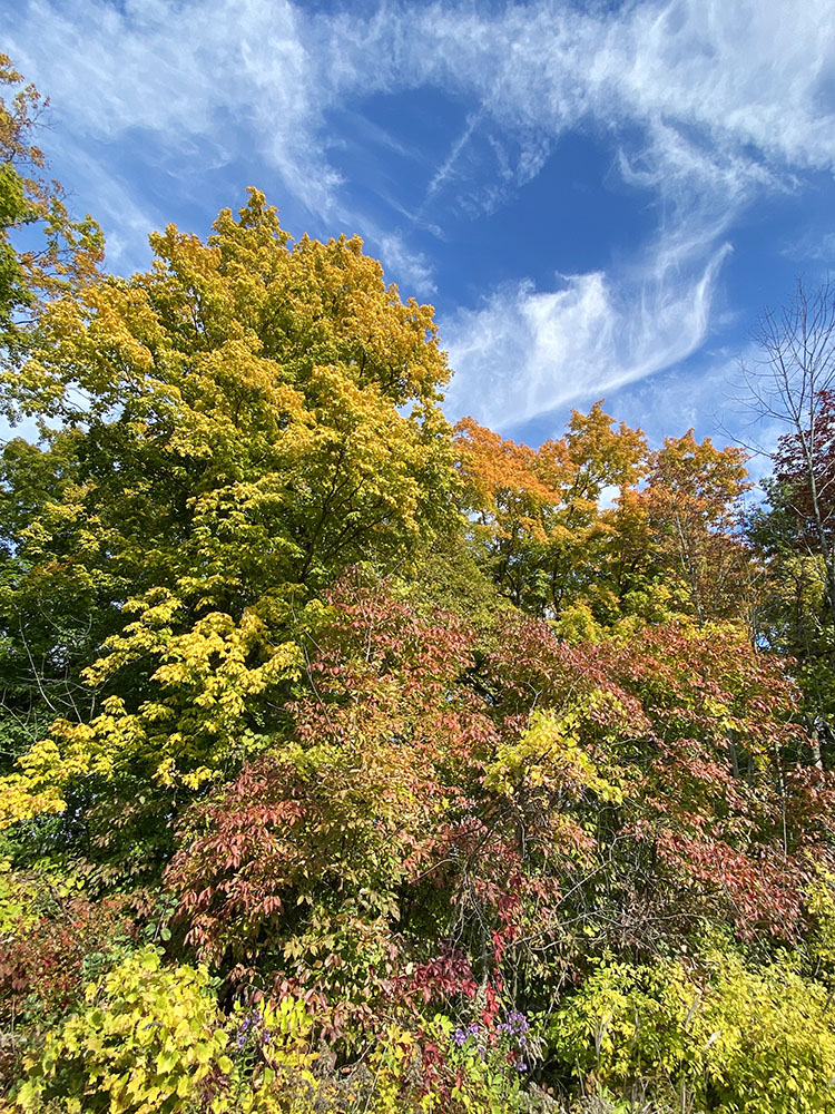 A profusion of autumn colors!