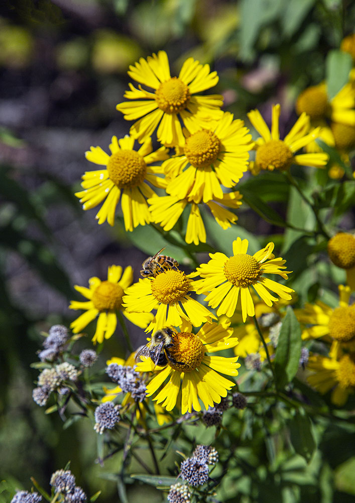 Pollinator bees on common sneezeweed.