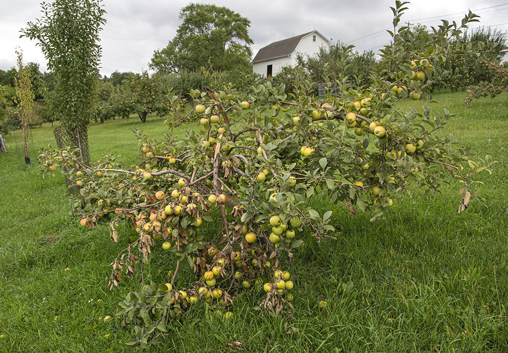 Weighed down with apples, a broken limb lies on the ground.