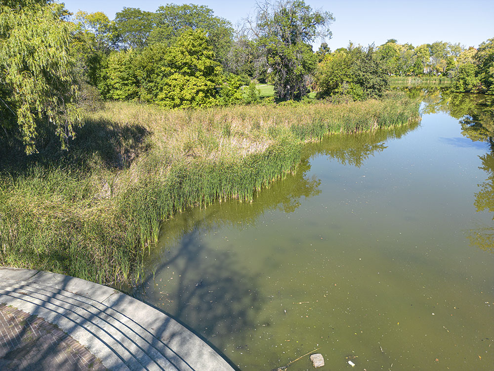 Large stands of cattails line much of the lagoon, blocking views across the water and encroaching on historic features such as the promenade, seen here in the foreground.