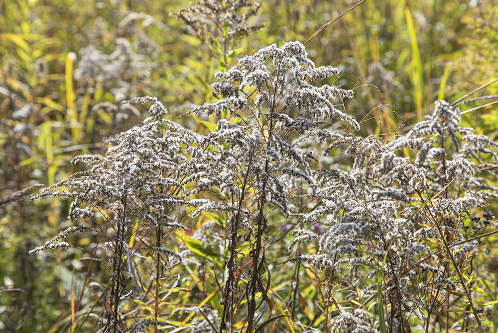 Goldenrod gone to seed backlit by the morning sun appears flocked.