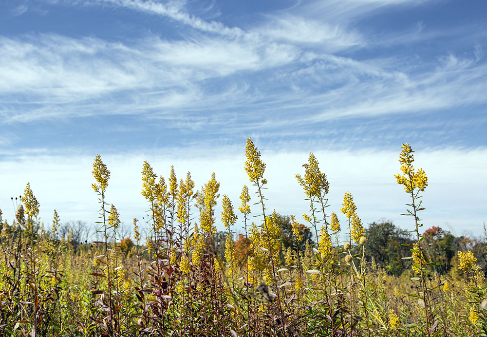 Goldenrod stands against the sky.