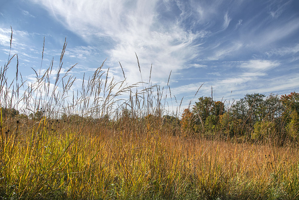 Prairie grass and sky!