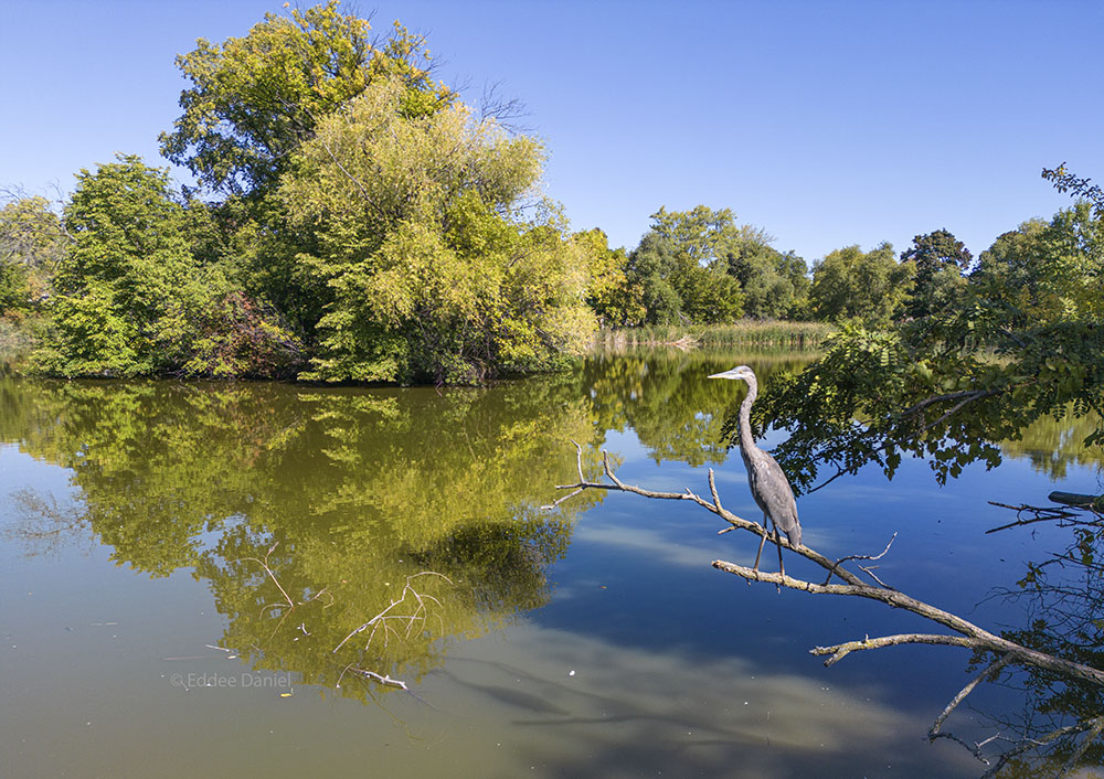 Wildlife, such as this great blue heron, make Washington Park their home.