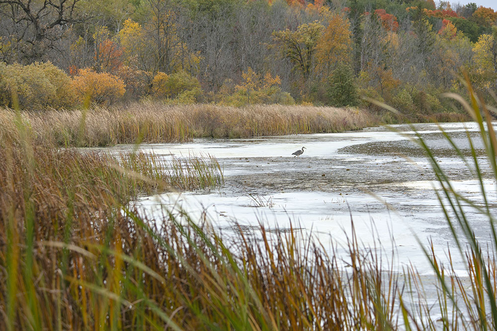 A great blue heron hunting along the shore of Pike Lake.