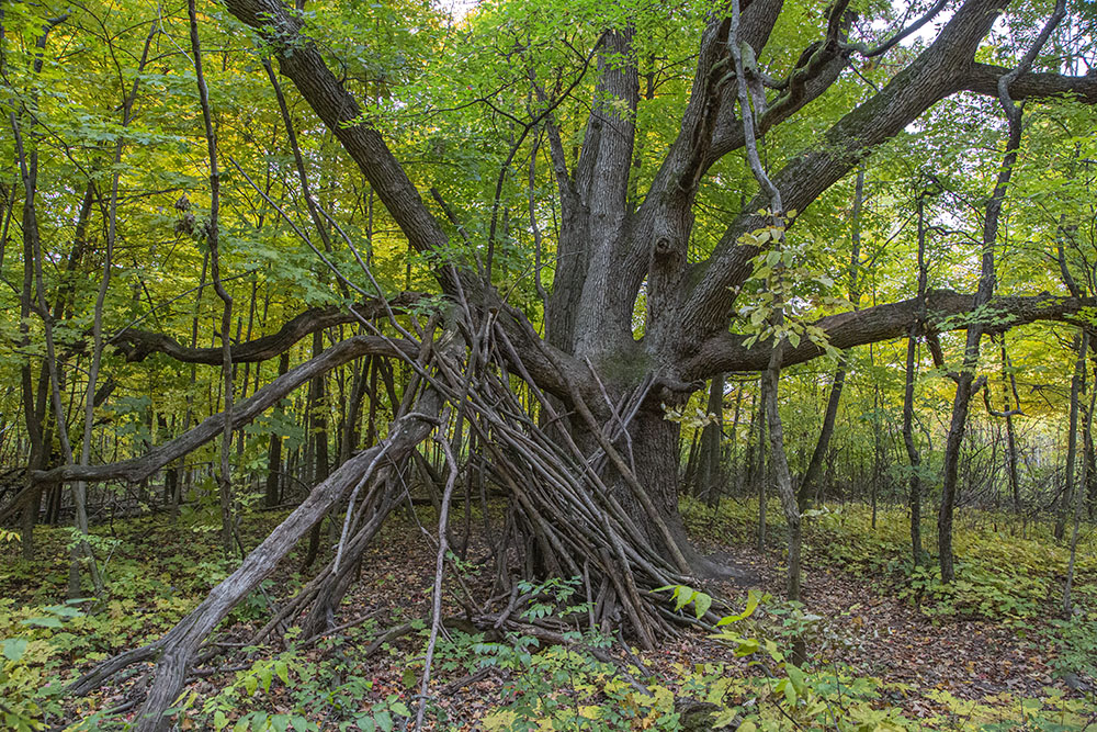 A mammoth tree supporting a stick fort along the trail.