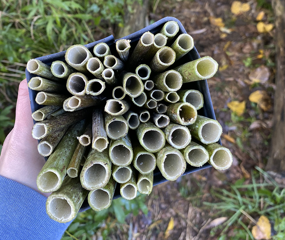 Neatly-packed Japanese Knotweed for a solitary bee room. CP