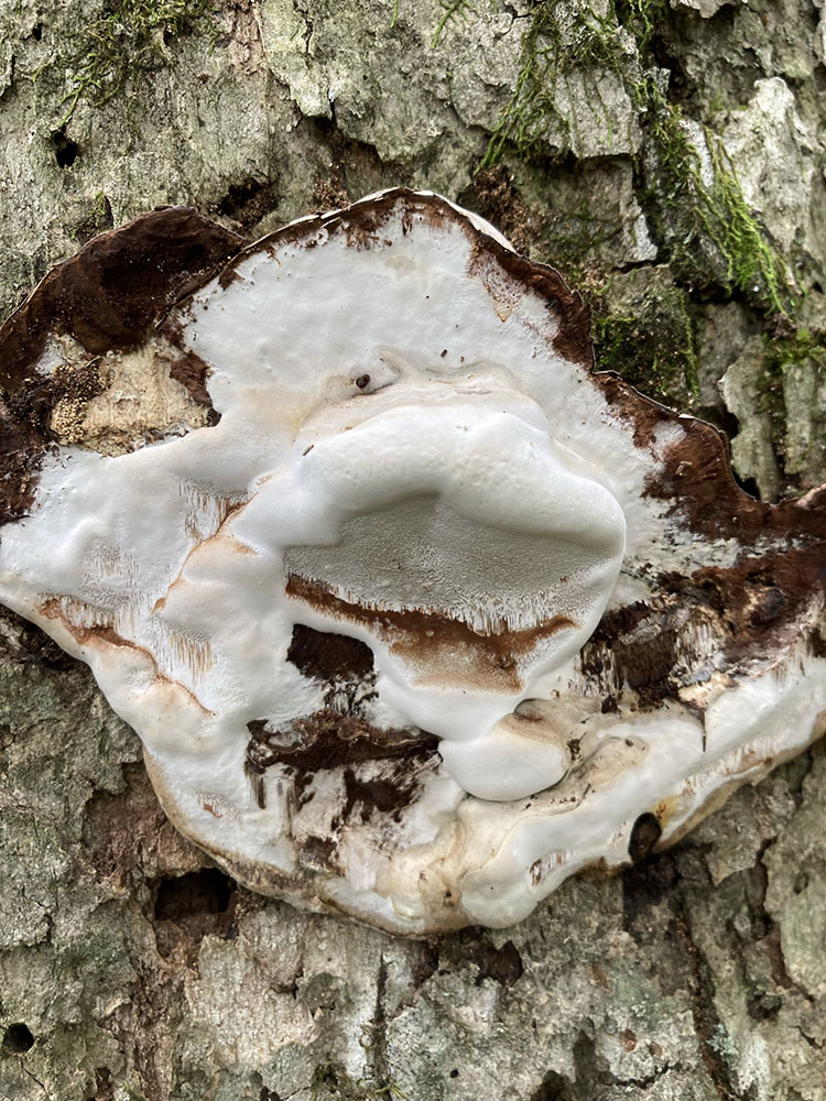 Sometimes it feels like we've entered a fairyland when we pass faces smiling at us in the woods.