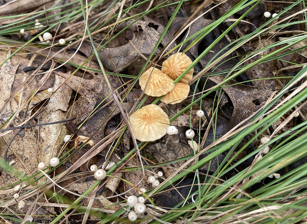 Look closely, for you'll find small mushrooms galore.