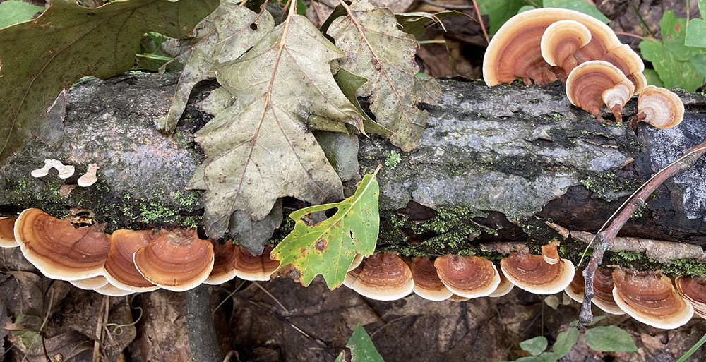 mushrooms on log