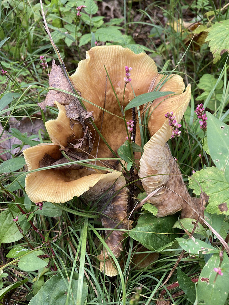 This mushroom appears to be holding a bouquet.