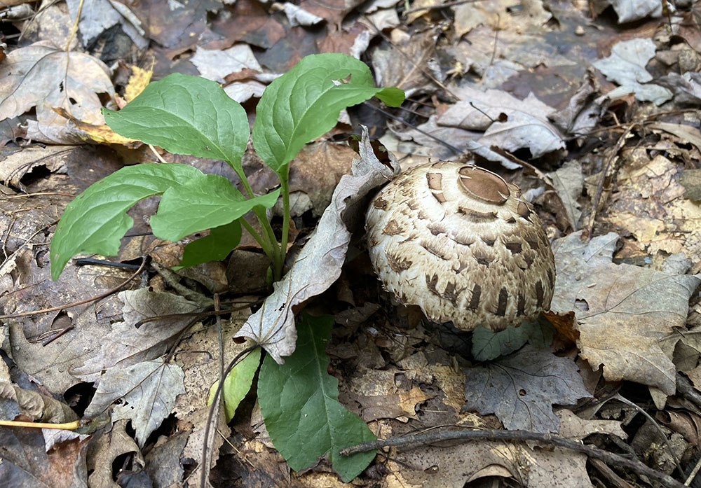 This mushroom blends well into the leaf litter.