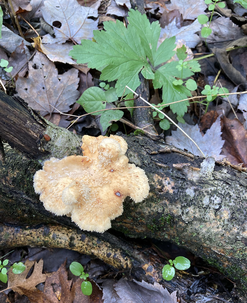 This mushroom appears to have a puppy face.