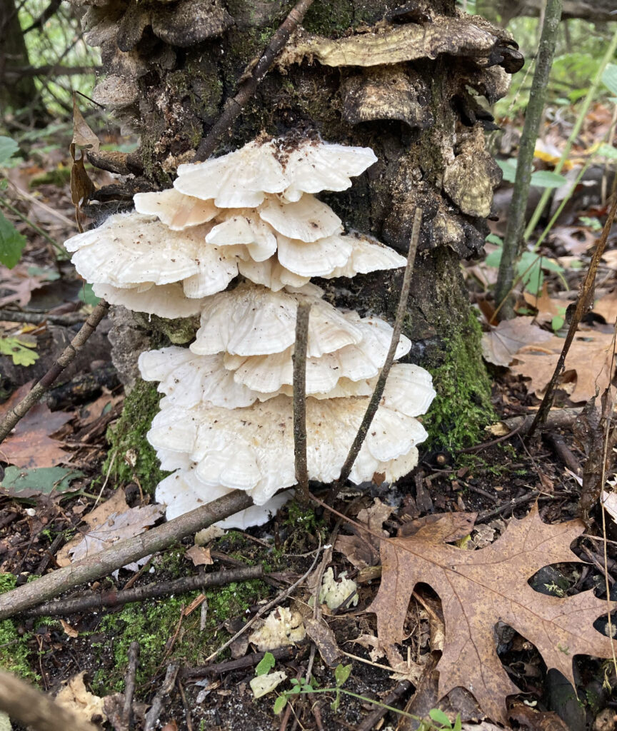 These mushrooms were growing at the base of a rotting snag.