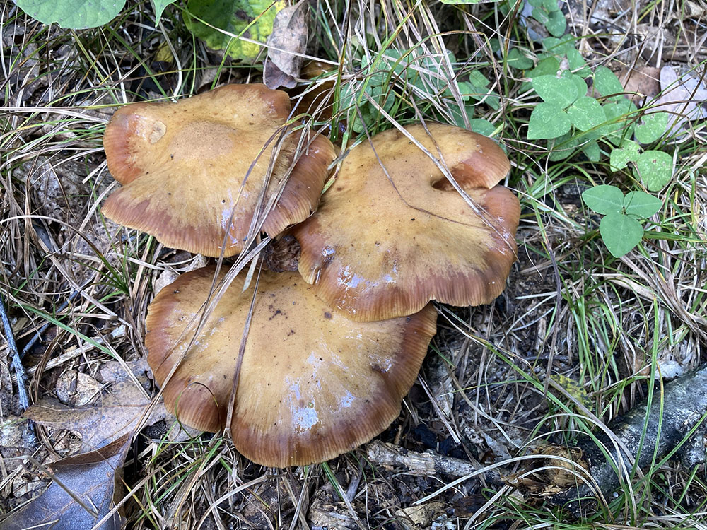 Mature honey mushrooms look like they've been drizzled with honey.