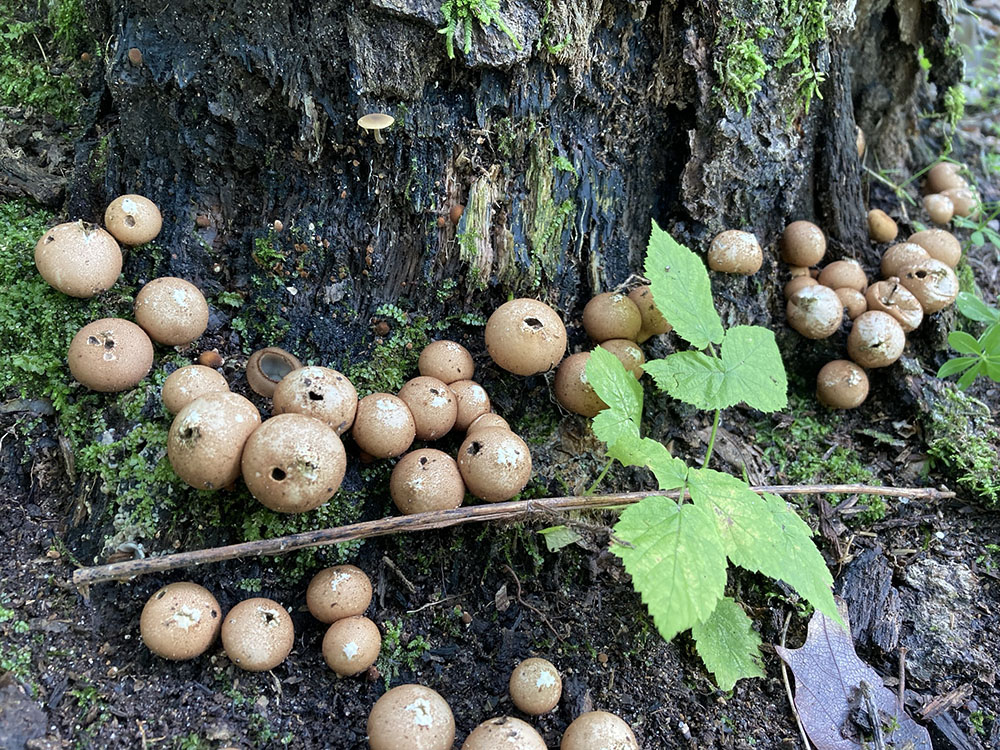 Puffball mushrooms ring a decaying stump.