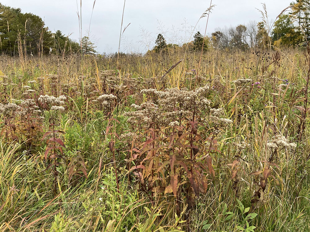 Seedheads of goldenrods, grasses, and coneflowers sway in the wind.