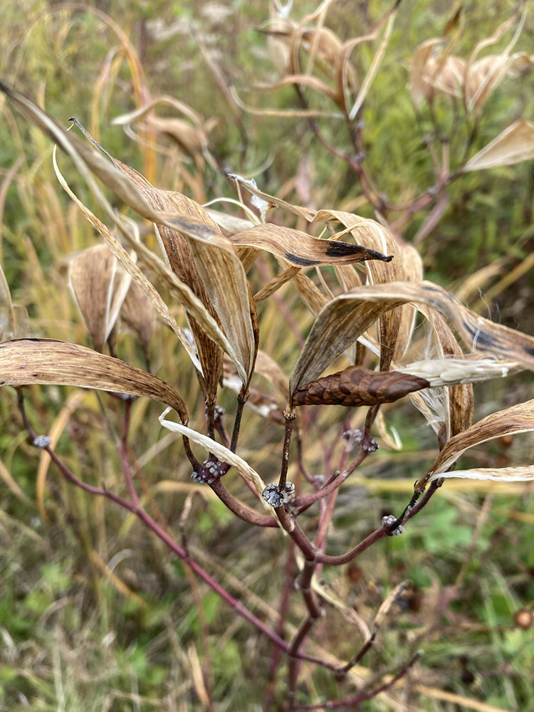 Seedhead beauty 