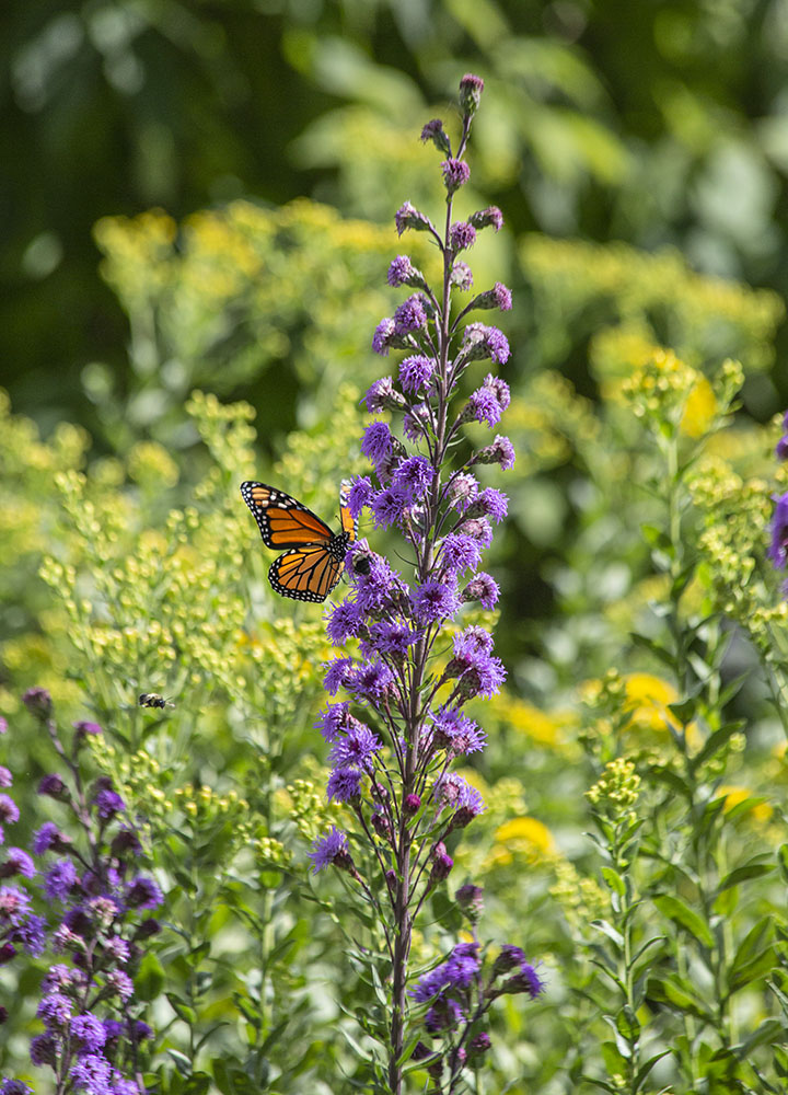 A monarch butterfly visits rough blazing star blossoms in one of the park's garden areas.