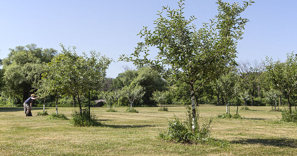 Apple orchard at McGovern Park