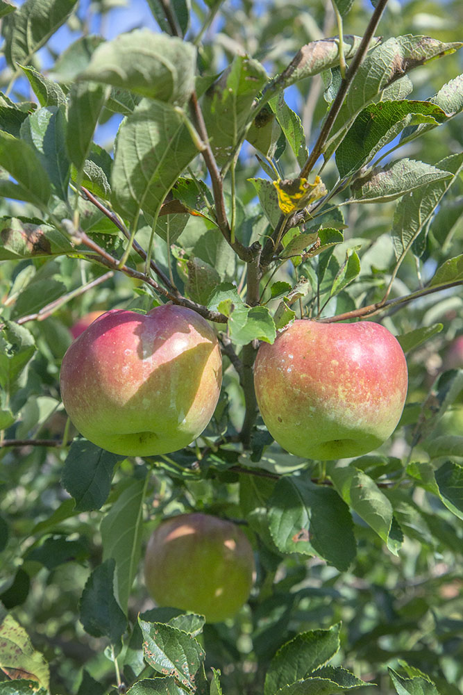 Ripe apples ready for picking.