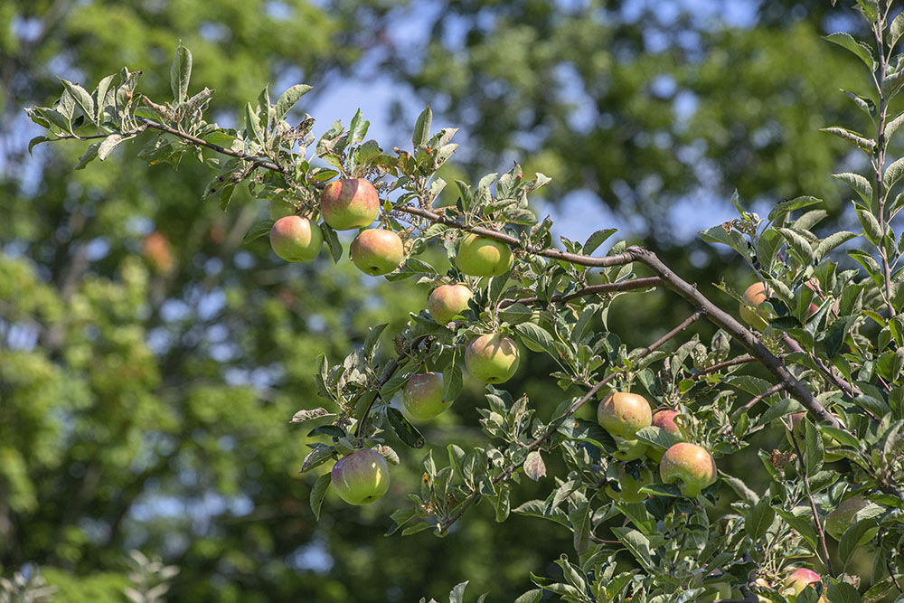 Ripening apples.