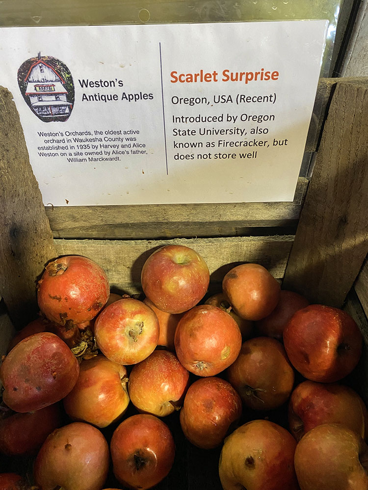 Scarlet Surprise for sale in the barn