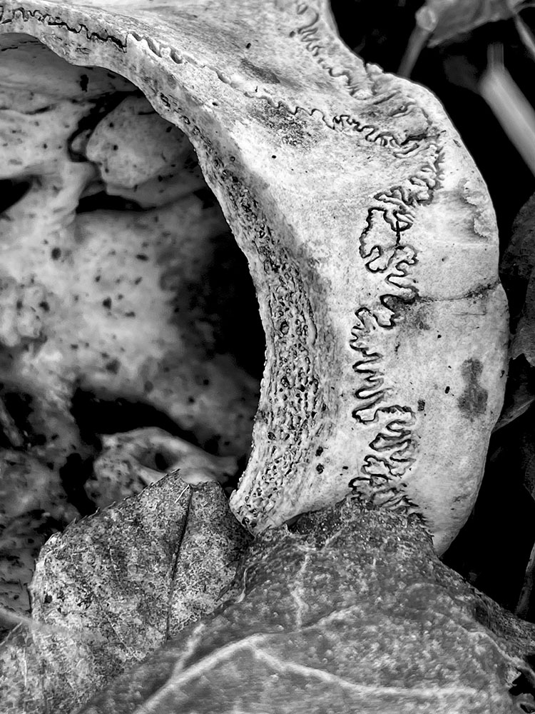 Skull, Curves: Digital Photography, iPhone 12 Pro.