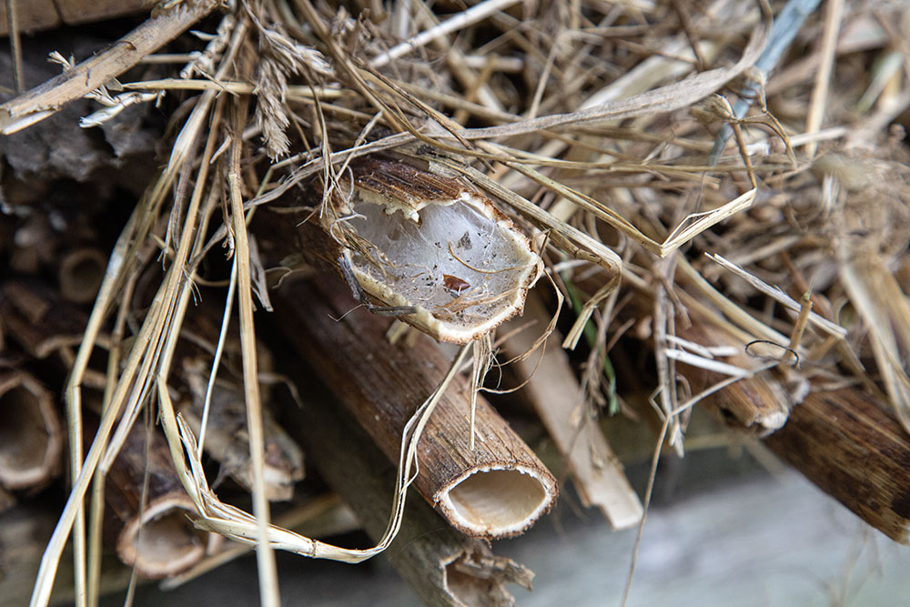 Something, perhaps a spider, seems to have taken up residence already in the newly completed bug hotel. ED