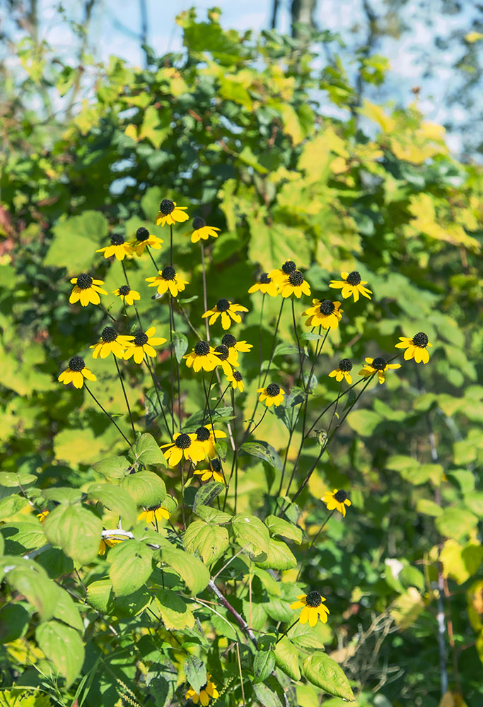 A spray of still-blooming brown-eyed Susans.