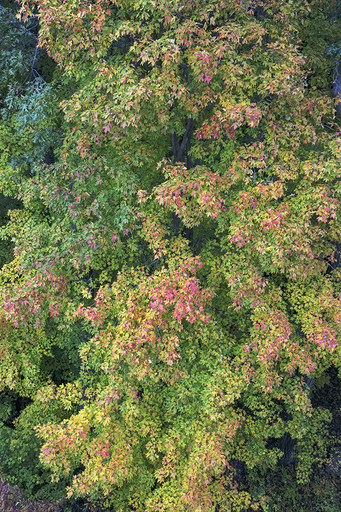 The view from the tower looking down at a maple tree in mid-transition to autumn colors.