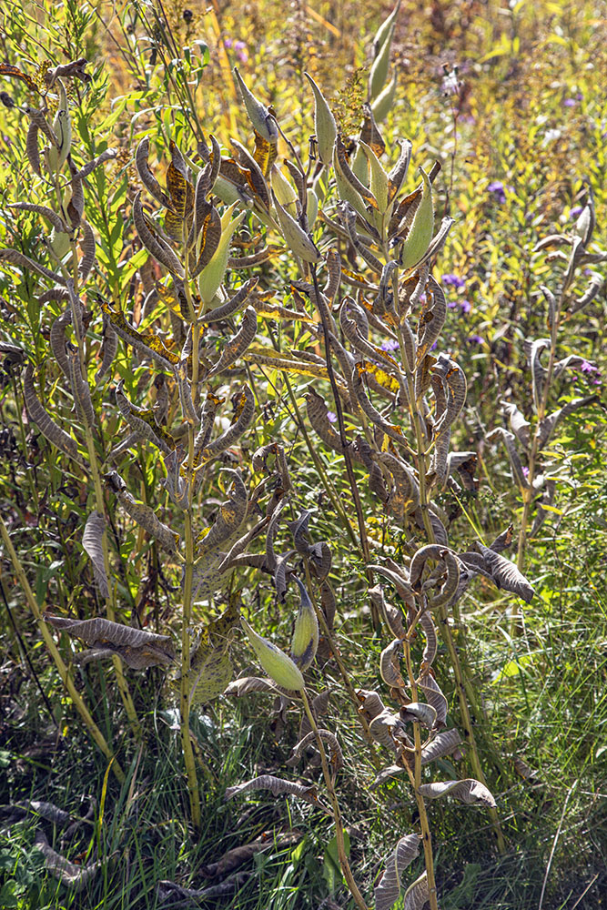 Twists of milkweed.