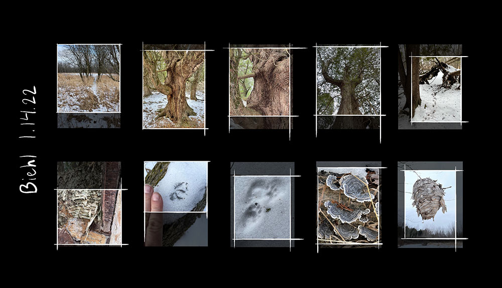 Work in progress from Biehl Nature Preserve: digital photography proofs.