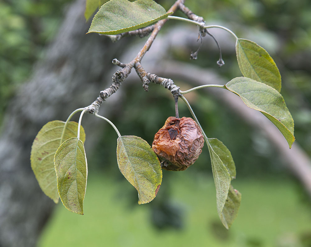 rotten apple