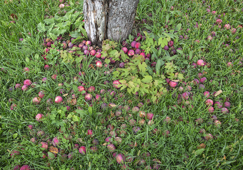 apples on the ground