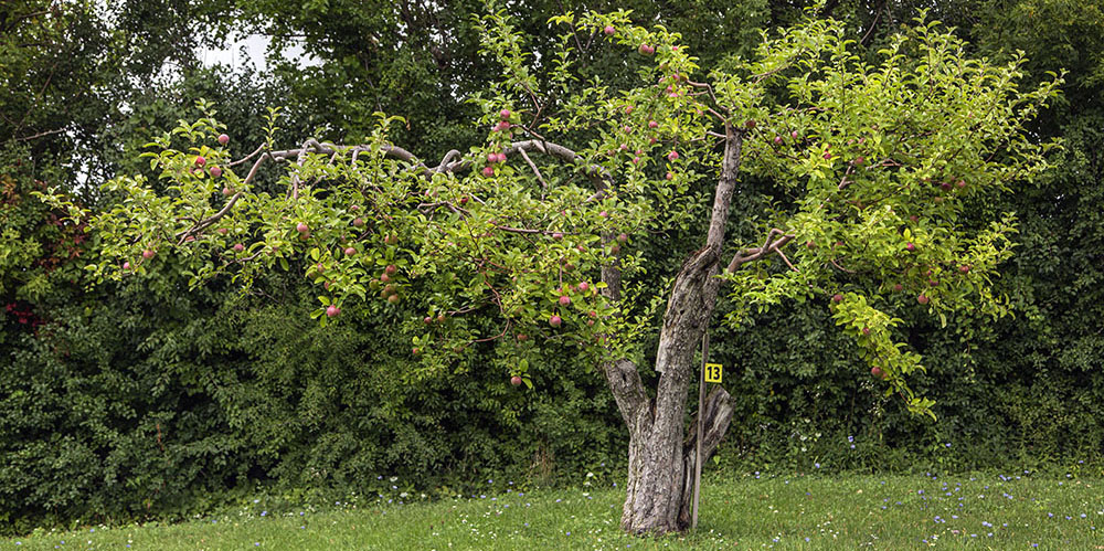 apple tree