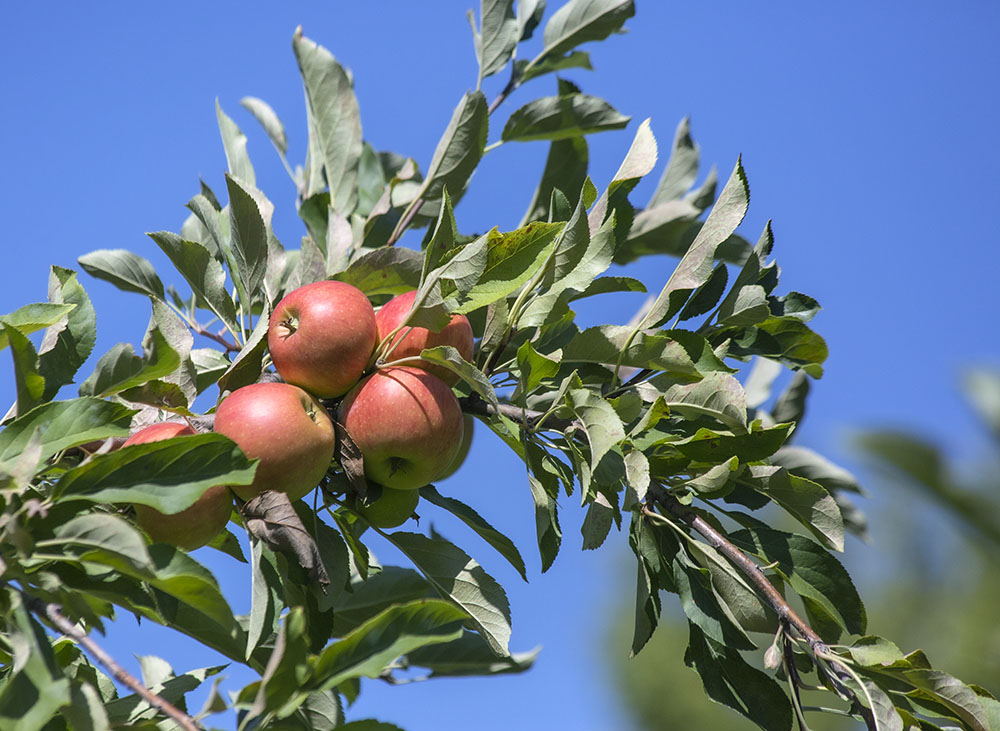 apples on a tree