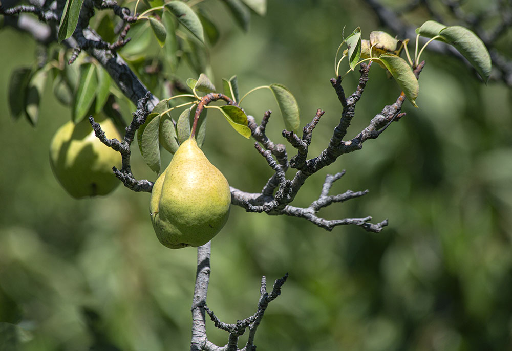 Pears