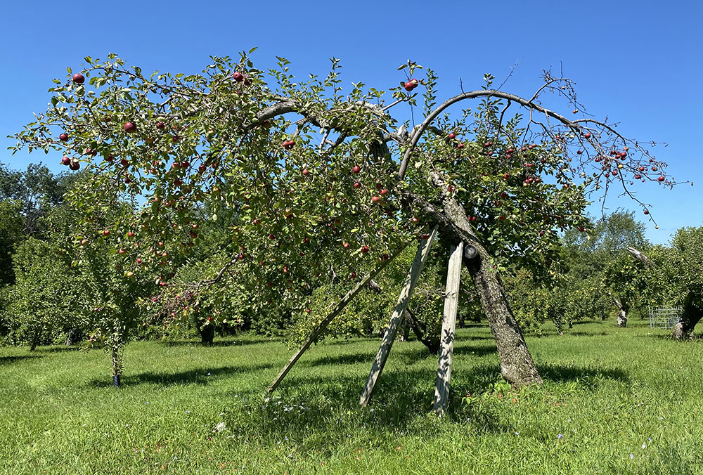 apple tree propped up with planks