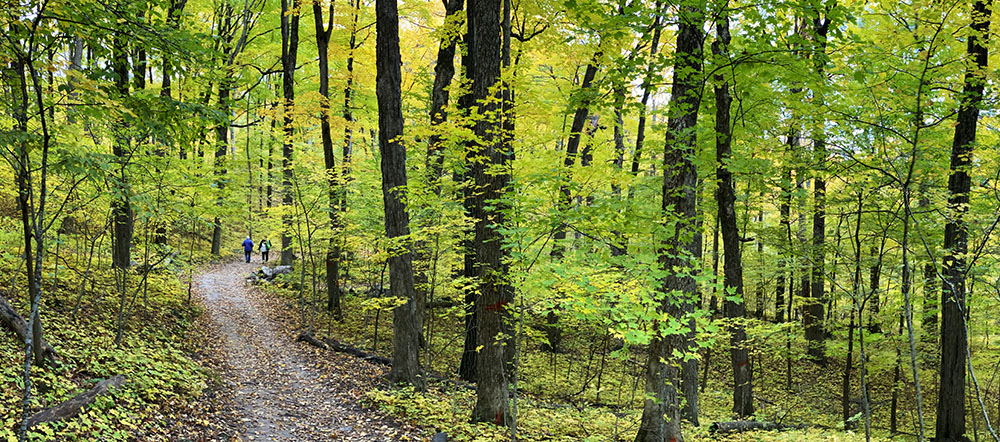 Woodland trail at Pike Lake State Park