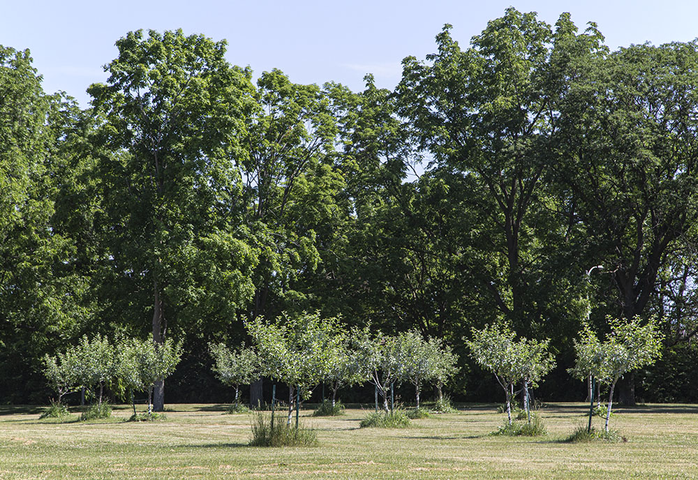 The apple orchard. 