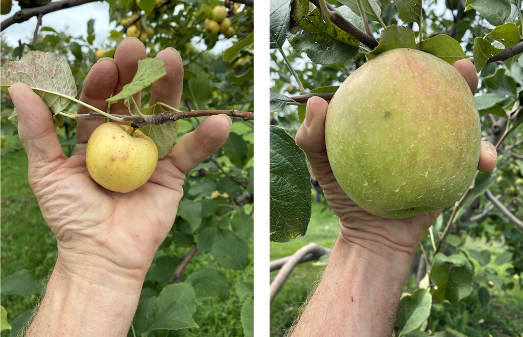 Fully grown apples of different varieties.