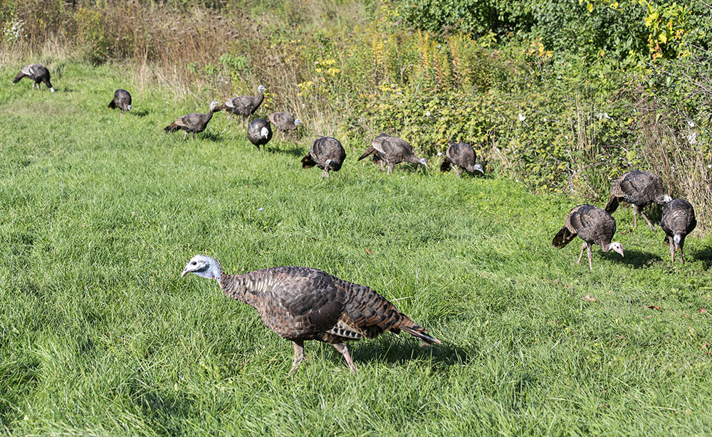 A rafter (flock) of wild turkeys on the Root River Parkway. 