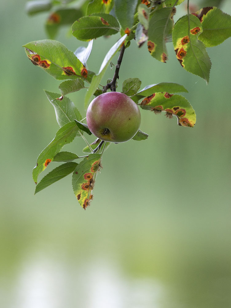 Apple tree.